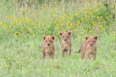 lion_8.jpg?w=400&h=267&scale