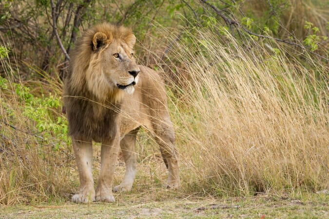 moremi-activitieslr-5668-scaled.jpg?w=675&h=450&scale