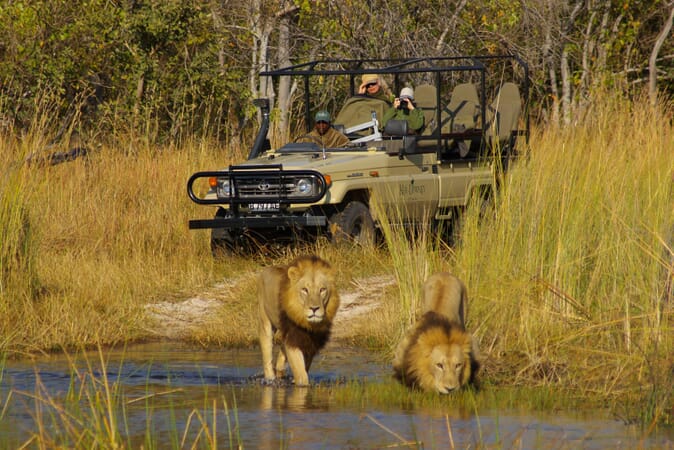 okuti-moremi_lions13.jpg?w=674&h=450&scale