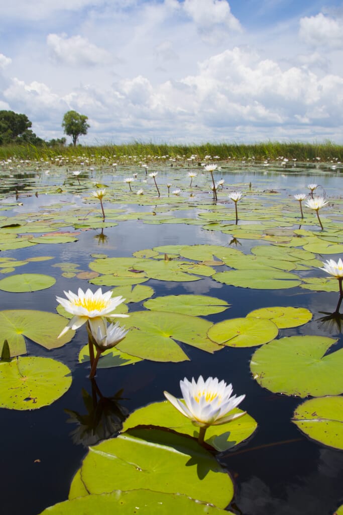 shutterstock_620739545-scaled.jpg?w=683&h=1024&scale