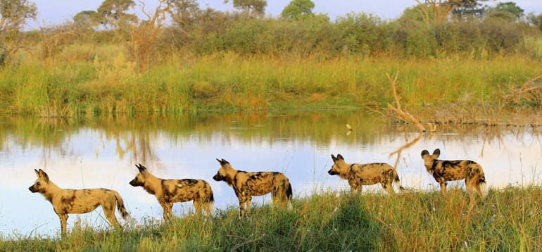 wild_dog_1-scaled-e1672313384378.jpg?w=770&h=358&scale