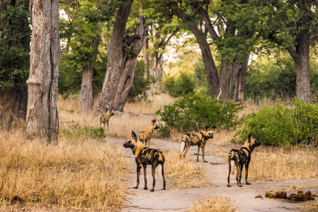 Moremi Game Reserve safari wild dogs