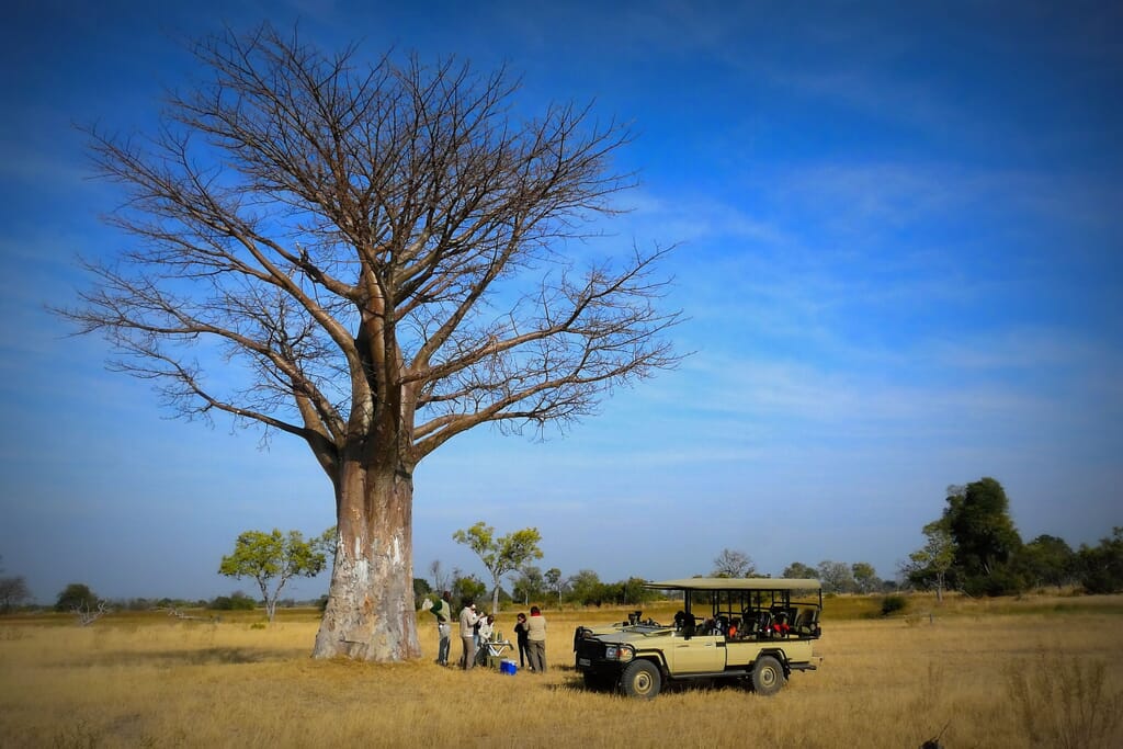 Moremi Game Reserve safari baobab