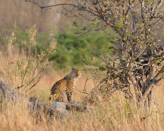 Moremi Game Reserve safari leopard