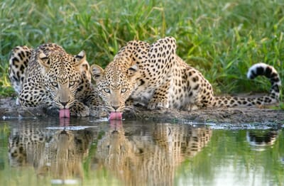 Dinaka Luxury Family Safaris Botswana