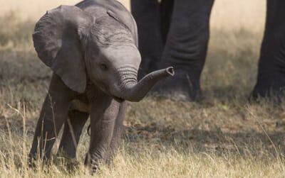 Duba Explorers Camp Luxury Family Safaris Botswana