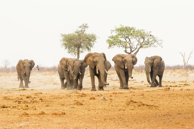 Savute Safari Lodge Luxury Family Safaris Botswana