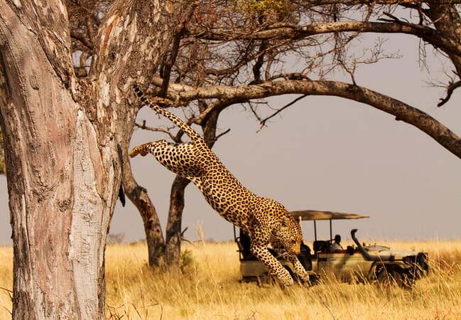 Shinde Camp Botswana Family Safari