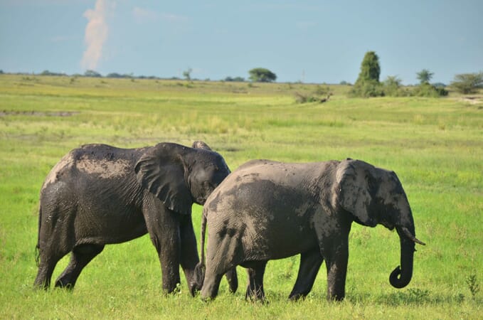 Ngoma Safari Lodge Luxury Family Safaris Botswana
