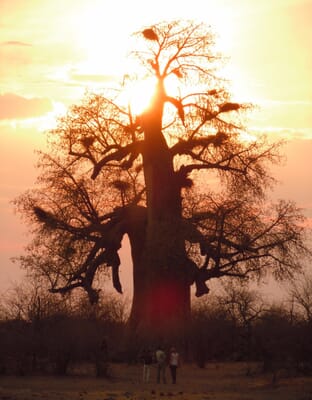 Planet Baobab Luxury Family Safaris Botswana
