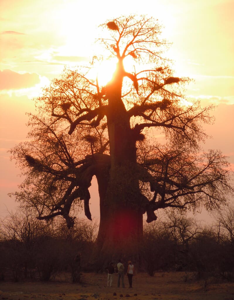 Planet Baobab Luxury Family Safaris Botswana