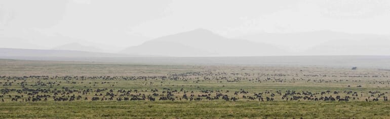 Kati Kati Camp Luxury Family Safaris Tanzania