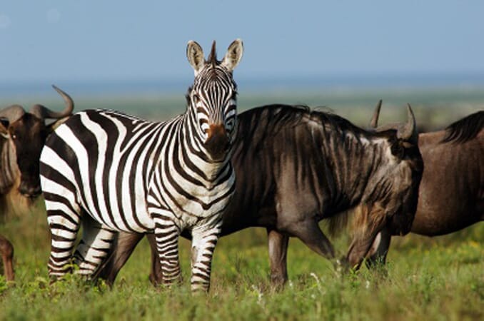 Kati Kati Camp Luxury Family Safaris Tanzania