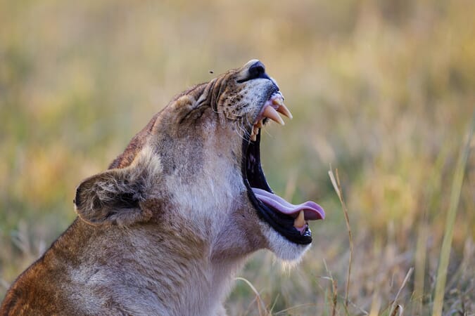 Shinde Camp Botswana Family Safari