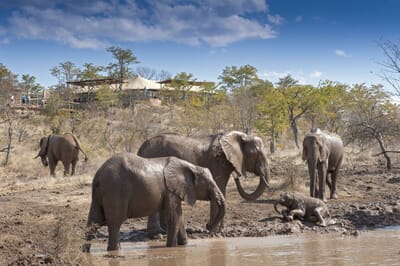 Elephant Camp Luxury Family Safaris Zimbabwe