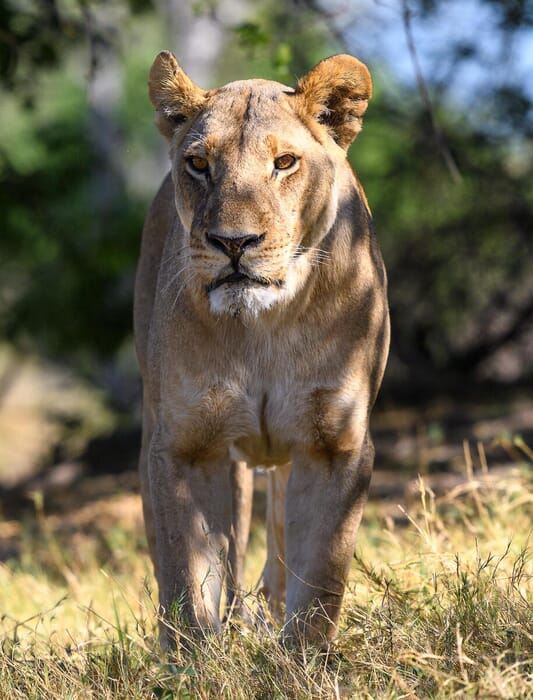 Savuti Camp Luxury Safaris Camp Botswana