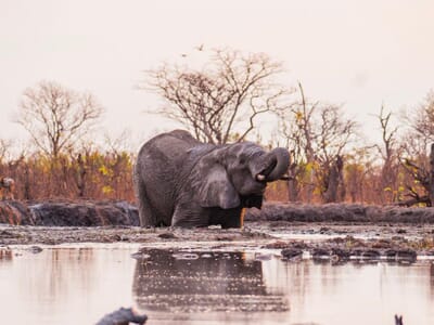 Camp Kuzuma Luxury Family Safari Botswana