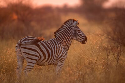 Dinaka Luxury Family Safaris Botswana