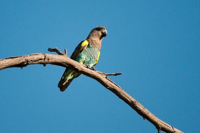 Seba Camp Botswana Luxury Family Safaris