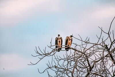 Camp Kuzuma Luxury Family Safari Botswana