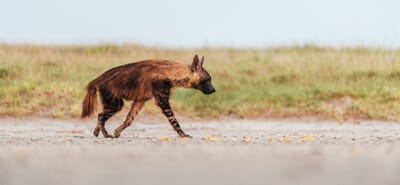 Jack's Camp Luxury Family Safaris Botswana