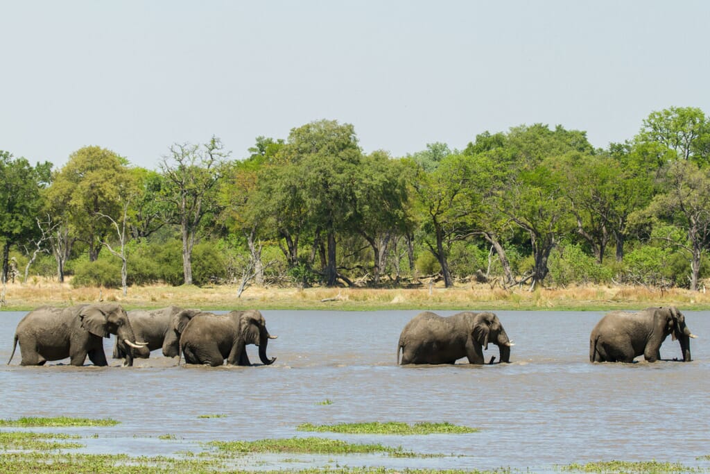 Camp Xakanaxa Luxury Family Safaris Botswana