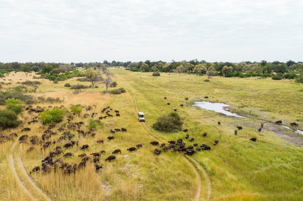 Camp Xakanaxa Luxury Family Safaris Botswana