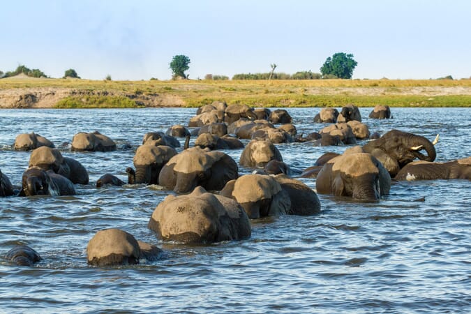 Chobe Game Lodge Botswana Luxury Family Safaris