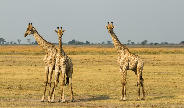 Chobe Game Lodge Botswana Luxury Family Safaris