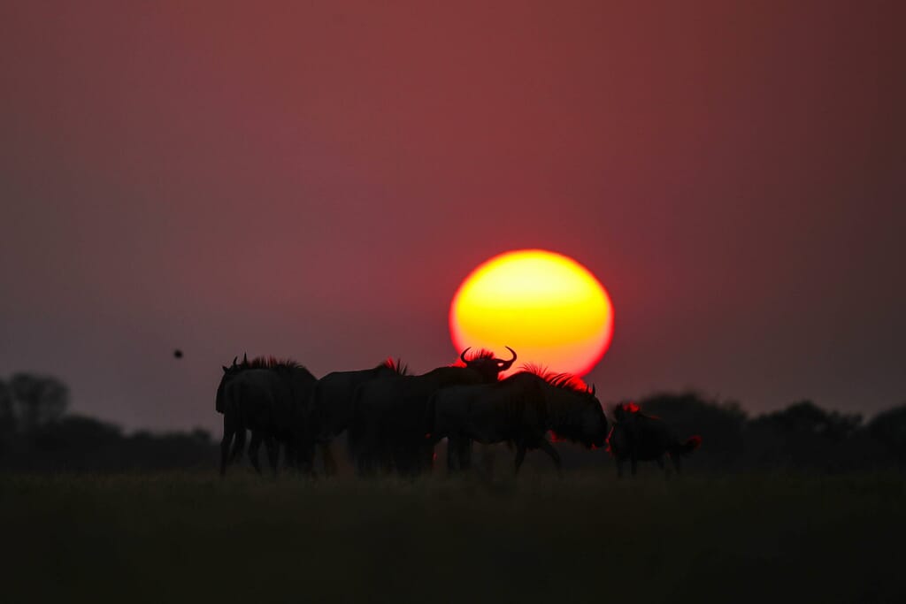 Dinaka Luxury Family Safaris Botswana