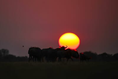 Dinaka Luxury Family Safaris Botswana