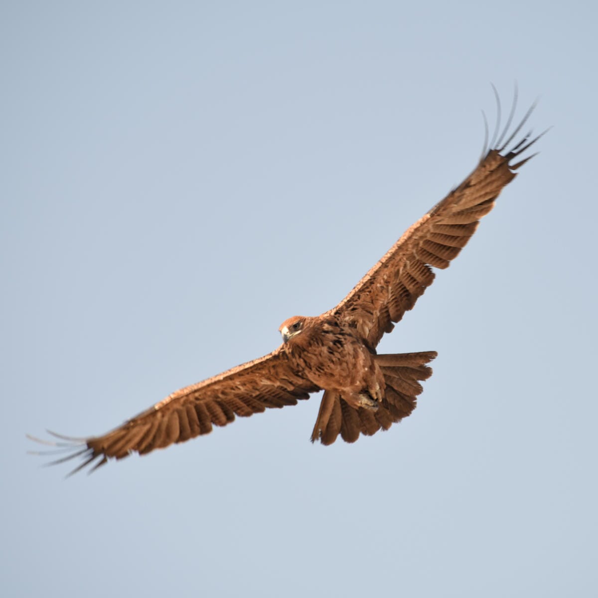 Linyanti Bush Camp Botswana Luxury Family Safaris
