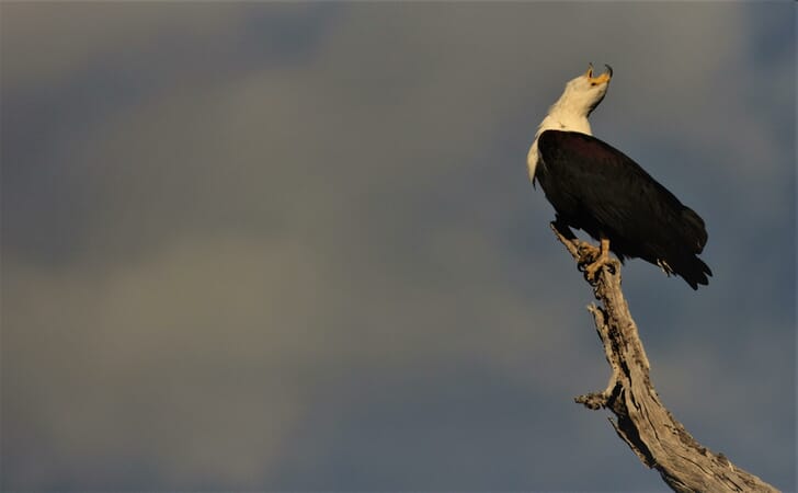 Ngoma Safari Lodge Luxury Family Safaris Botswana