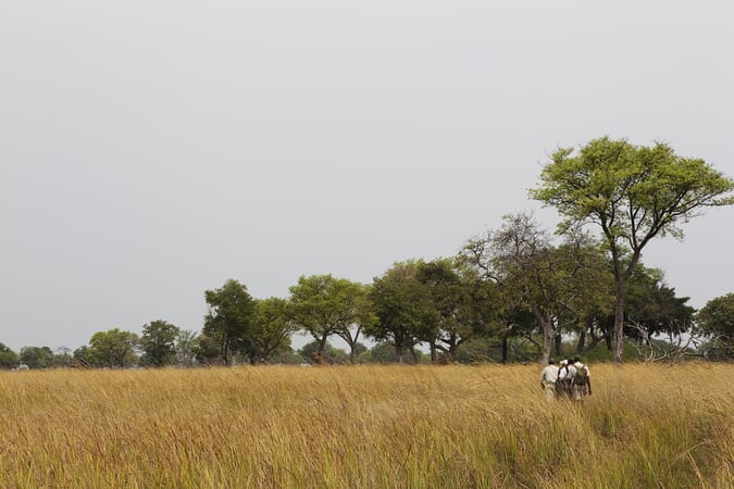 Shinde Camp Botswana Family Safari
