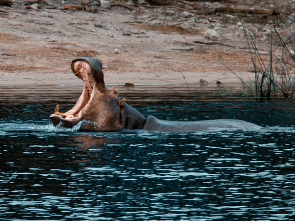 Meno A Kwena Luxury Family Safaris Botswana