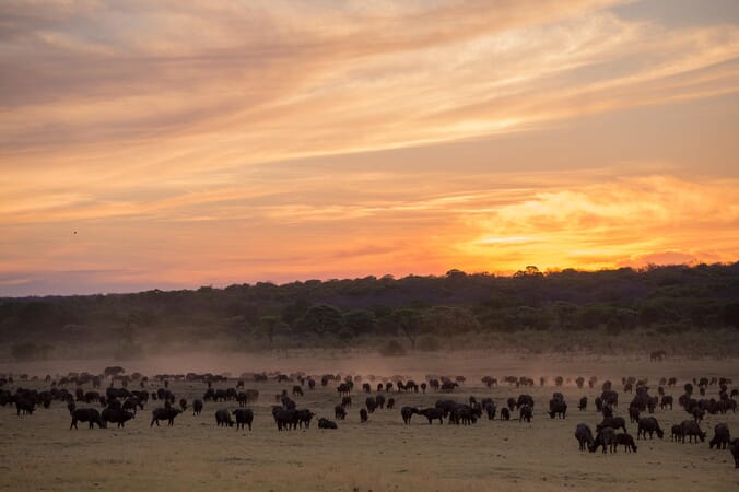 Matetsi Luxury Family Safaris Zimbabwe