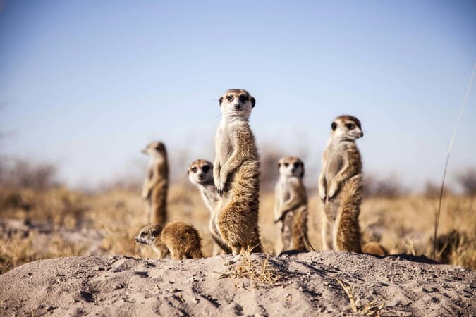 Camp Kalahari Luxury Family Safaris Botswana