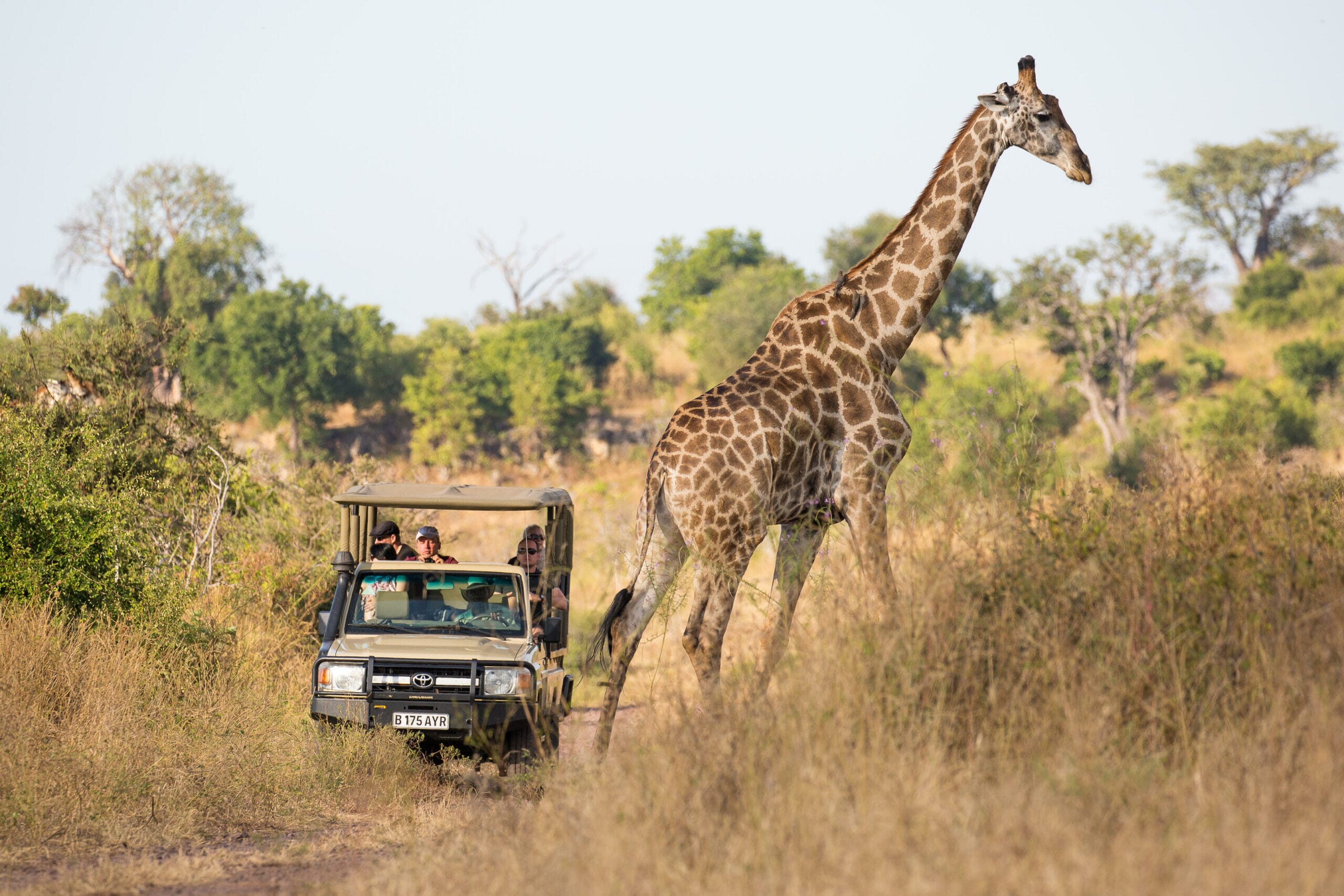ngoma_safari_lodge_game_drive_-_giraffe-scaled
