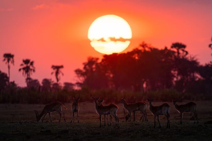 Seba Camp Botswana Luxury Family Safaris
