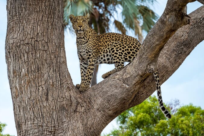 Seba Camp Botswana Luxury Family Safaris