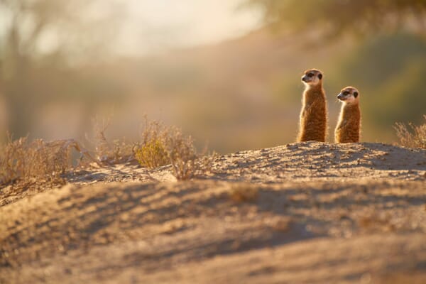 Kalahari and Makgadikgadi Pans Luxury Family Safaris Botswana