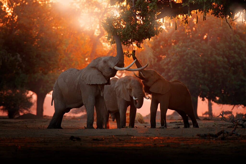 Victoria Falls Luxury Family Safaris Zimbabwe