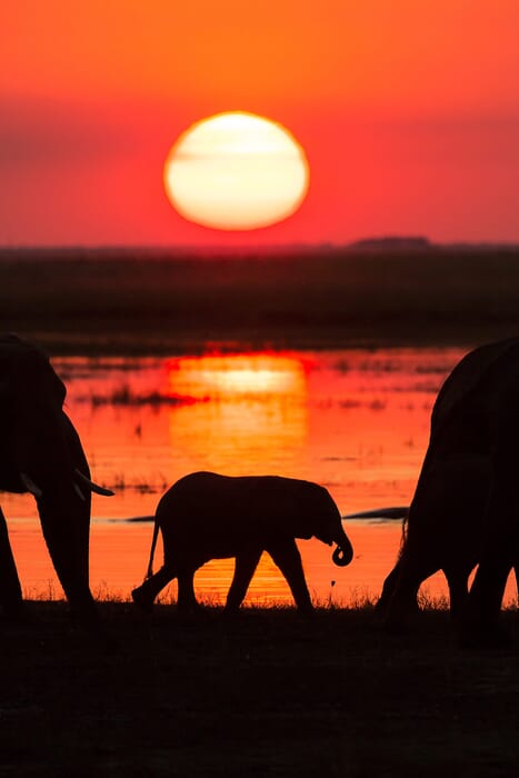 Chobe National Park Luxury Family Safaris Botswana