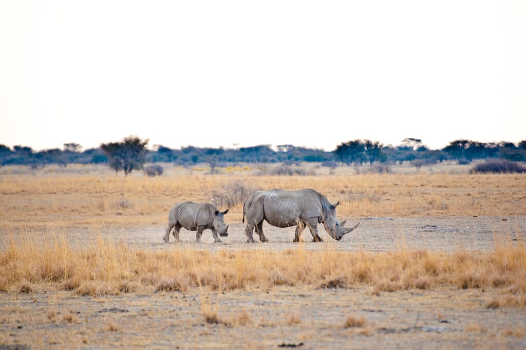 Kalahari and Makgadikgadi Pans Luxury Family Safaris Botswana