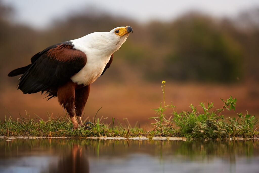 Chobe National Park Luxury Family Safari Botswana