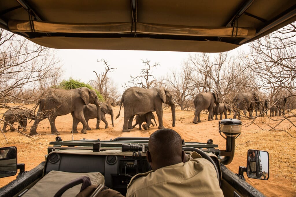 Chobe National Park Luxury Family Safari Botswana