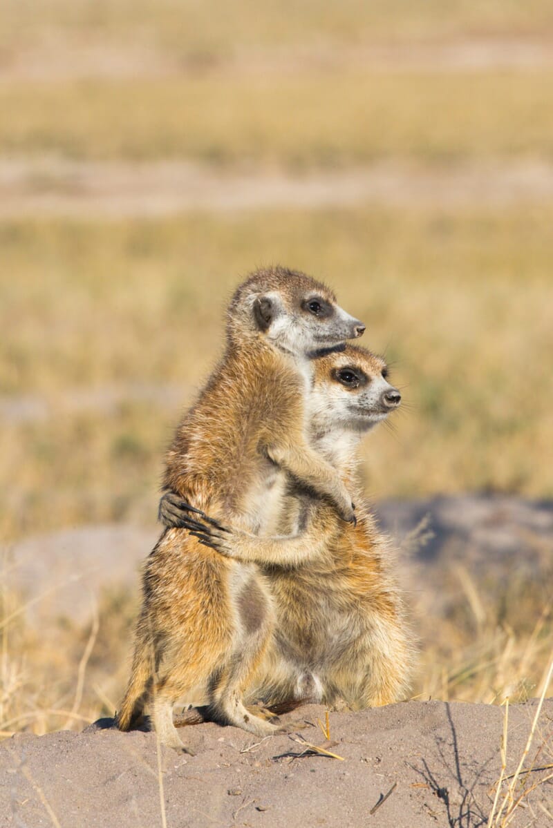 shutterstock_703497235-1-scaled