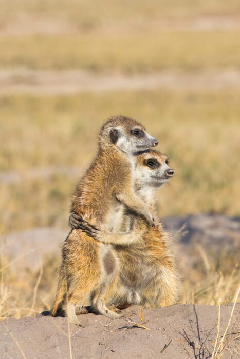 Kalahari and Makgadikgadi Luxury Family Safaris Botswana