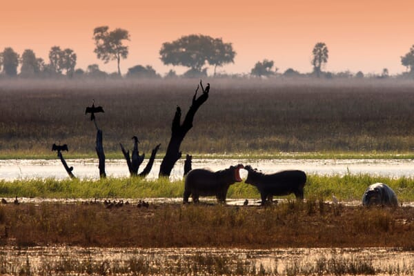 Chobe National Park Luxury Family Safaris Botswana