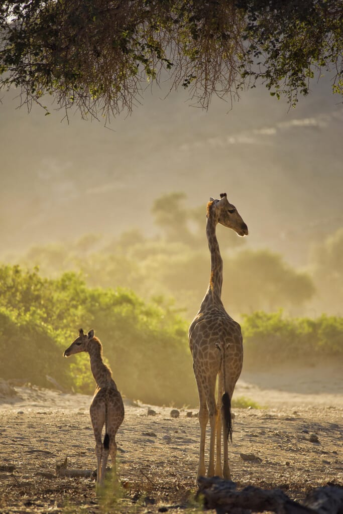 Hoanib Valley Camp Skeleton Coast Namibia Luxury Family Safaris